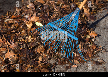 Raking up leaf litter from a driveway in Winter with a spring tine rake. Stock Photo