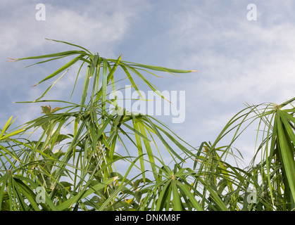 Umbrella papyrus (Cyperus papyrus) and blue sky with light clouds in Majorca, Balearic islands, Spain. Stock Photo
