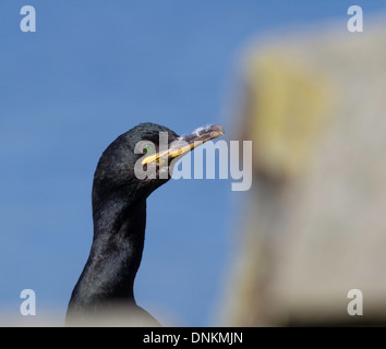 Shag seabird on the island of Hornoya in Northern Norway Stock Photo