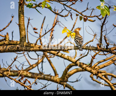 Common Hoopoe, Upupa epops, sitting on the ground, copy space Stock Photo