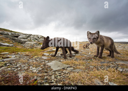 Vulpes lagopus - arctic fox cub one of many successes arising from Norways breeding programme Stock Photo