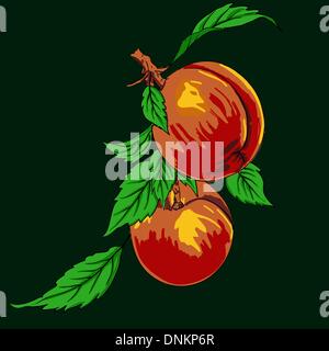 Two peaches with leaves on a branch on a light background Stock Vector