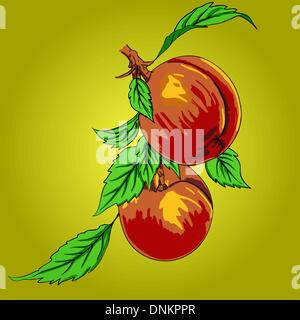 Two peaches with leaves on a branch on a light background Stock Vector