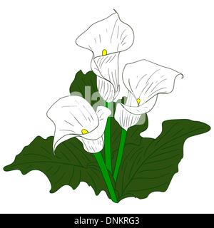 Background with White Callas Stock Vector