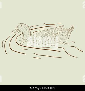 Wild duck. Hand-painted vector illustration. Stock Vector