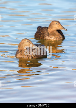 Two female Common Eider ducks ( Somateria mollissima) on a pond looking to the right Stock Photo