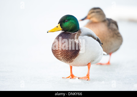 Close-up of a male mallard duck (Anas platyrhynchos) standing on a frozen lake, soft focus female mallard in background Stock Photo