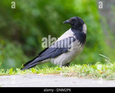 Corvus Cornix - Hooded Crow Stock Photo