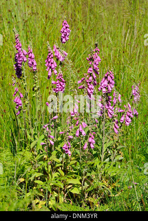 Foxgloves - Digitalis purpurea Growing in forest clearing, Forest of Dean Stock Photo