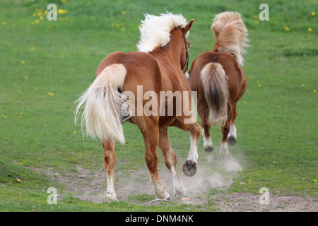 Prangenberg village, Germany, and Shetland Pony Haflinger gallop over a meadow Stock Photo