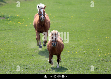 Prangenberg village, Germany, and Shetland Pony Haflinger gallop over a meadow Stock Photo