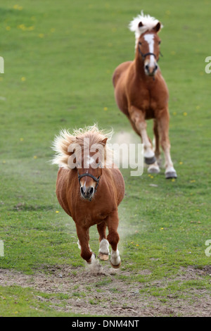 Prangenberg village, Germany, and Shetland Pony Haflinger gallop over a meadow Stock Photo