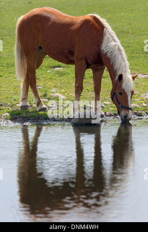 Prangenberg village, Germany, Haflinger drinking from a pond Stock Photo