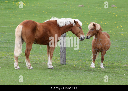 Prangenberg village, Germany, and Shetland Pony Haflinger sniff through a chain link fence Stock Photo