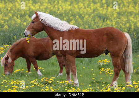 Prangenberg village, Germany, and Shetland Pony Haflinger eat Loewenzahn Stock Photo