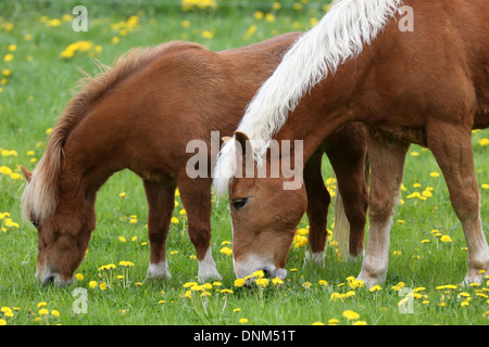 Prangenberg village, Germany, and Shetland Pony Haflinger eat Loewenzahn Stock Photo