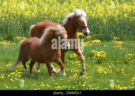 Prangenberg village, Germany, and Shetland Pony Haflinger gallop over a meadow with dandelion Stock Photo