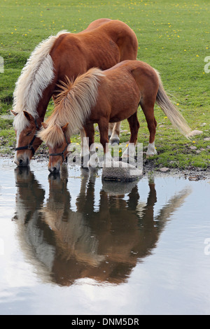 Prangenberg village, Germany, and Haflinger Shetland pony drinking from a pond Stock Photo