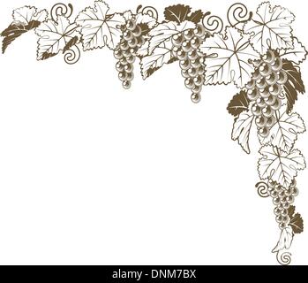 A grape vine border corner ornament design element of grape bunches and leaves in vintage style, wine label concept. Stock Vector