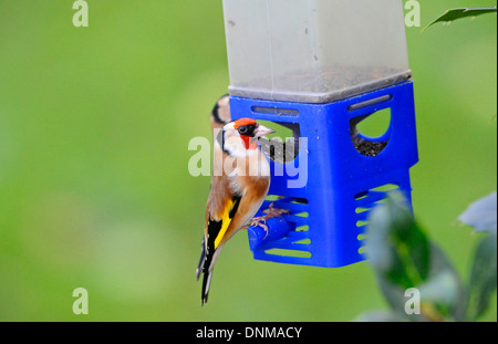Adult Goldfinch feeding from a plastic bird feeder. Stock Photo