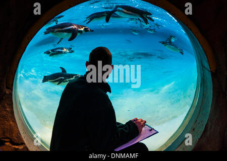 London, UK. 2nd January 2014, ZSL London. A member staff observes Humboldt penguins  during the annual International Species Information System stocktake of animals at Zoological Society of London Zoo in Regents Park. Credit:  Paul Davey/Alamy Live News Stock Photo