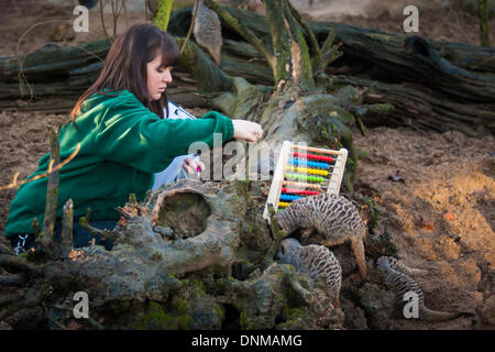 London, UK. 2nd January 2014, ZSL London. Curious meerkats look for treats during the annual International Species Information System stocktake of animals at Zoological Society of London Zoo in Regents Park. Credit:  Paul Davey/Alamy Live News Stock Photo