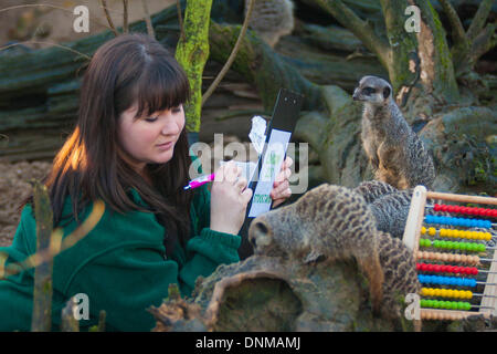 London, UK. 2nd January 2014, ZSL London. Curious meerkats watch a member of staff during the annual International Species Information System stocktake of animals at Zoological Society of London Zoo in Regents Park. Credit:  Paul Davey/Alamy Live News Stock Photo