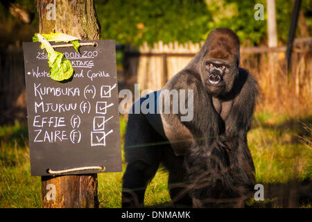 London, UK. 2nd January 2014, ZSL London. Kumbuka the Silverback gorilla  looks suspiciously at the sign, a new addition to his enclosure, bearing his name during the annual International Species Information System stocktake of animals at Zoological Society of London Zoo in Regents Park. Credit:  Paul Davey/Alamy Live News Stock Photo