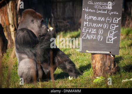 London, UK. 2nd January 2014, ZSL London. Kumbuka the Silverback gorilla  looks suspiciously at the sign, a new addition to his enclosure, bearing his name during the annual International Species Information System stocktake of animals at Zoological Society of London Zoo in Regents Park. Credit:  Paul Davey/Alamy Live News Stock Photo