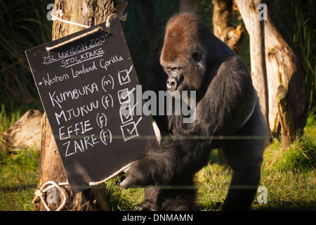 London, UK. 2nd January 2014, ZSL London. Kumbuka the Silverback gorilla  attempts to untie the sign, a new addition to his enclosure, bearing his name during the annual International Species Information System stocktake of animals at Zoological Society of London Zoo in Regents Park. Credit:  Paul Davey/Alamy Live News Stock Photo