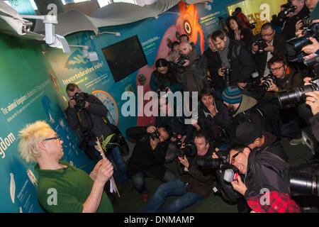 London, UK. 2nd January 2014, ZSL London. Dozens of photographers during a photocall in the bug house during the annual International Species Information System stocktake of animals at Zoological Society of London Zoo in Regents Park. Credit:  Paul Davey/Alamy Live News Stock Photo