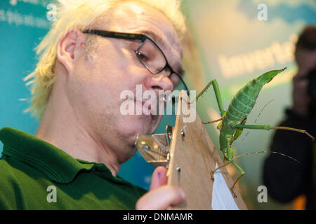 London, UK. 2nd January 2014, ZSL London. A member of staff with a Jungle Nymph, a member of the stick insect family, during the annual International Species Information System stocktake of animals at Zoological Society of London Zoo in Regents Park. Credit:  Paul Davey/Alamy Live News Stock Photo