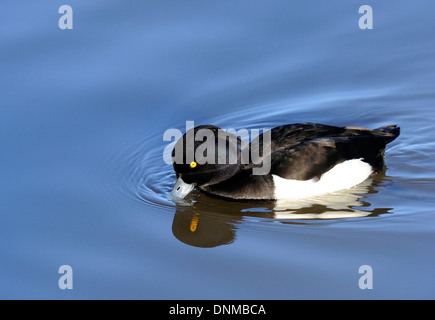 Adult male Tufted duck Aythya fuligula swimming on an open lake. Stock Photo