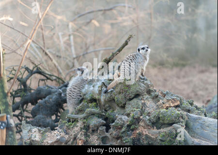 ZSL, London Zoo, Regents Park, UK. 2nd Jan, 2014 .  The annual ISS Stocktake gets underway with Meerkats waiting to be counted Credit:  Malcolm Park editorial/Alamy Live News Stock Photo