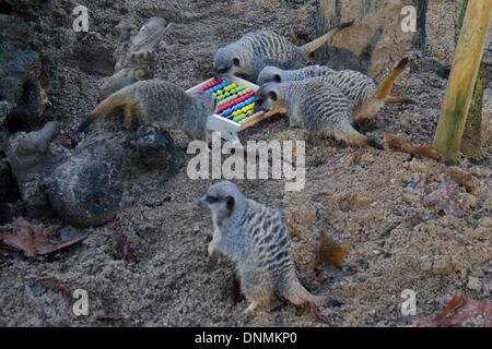 London, UK. 2nd January 2014. . Meerkats during ZSL London Zoo’s annual stocktake on 2nd January 2014 in London, United Kingdom. The compulsory count is required as part of ZSL London Zoo’s zoo license and the results are logged into the International Species Information System (ISIS), where the data is shared with zoos around the world and used to manage the international breeding programmes for endangered animals.. (Photo Credit: James Warren/Alamy Live News) Stock Photo