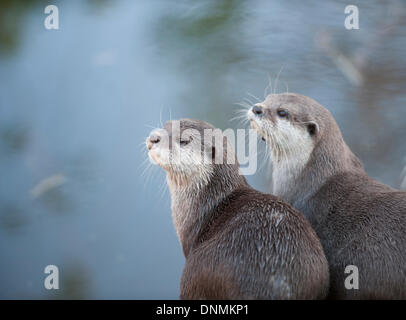 ZSL, London Zoo, Regents Park, UK. 2nd Jan, 2014 . The annual ISS Stocktake gets underway with otters watching the photographers. Credit:  Malcolm Park editorial/Alamy Live News Stock Photo