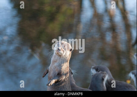 ZSL, London Zoo, Regents Park, UK. 2nd Jan, 2014 . The annual ISS Stocktake gets underway. An otter watches photographers. Credit:  Malcolm Park editorial/Alamy Live News Stock Photo