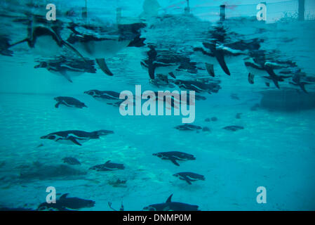 ZSL, London Zoo, Regents Park, UK. 2nd Jan, 2014 . The annual ISS Stocktake gets underway with the Humboldt penguin count. Credit:  Malcolm Park editorial/Alamy Live News Stock Photo