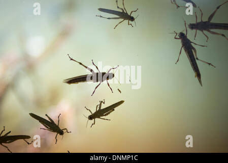 ZSL, London Zoo, Regents Park, UK. 2nd Jan, 2014 . The annual ISS Stocktake gets underway with a bug count. Credit:  Malcolm Park editorial/Alamy Live News Stock Photo