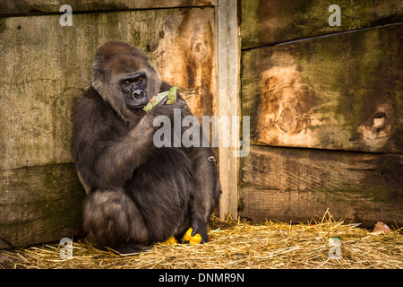 A captive female Gorilla at Bristol Zoo in England. Stock Photo