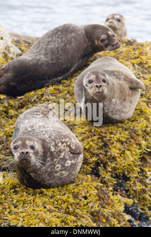 Harbor Seals resting on a seaweed covered rock.(Phoca vitulina).Vancouver Island,British Columbia,Canada Stock Photo