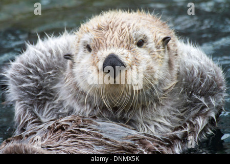 Sea Otter floating with it's paws out of the water to stay warm-closeup.(Enhydra lutris) Stock Photo