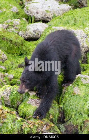 Black Bear cub climbs over rocks at low tide to catch crabs to eat.(Ursus americanus).Vancouver Island,British Columbia,Canada Stock Photo