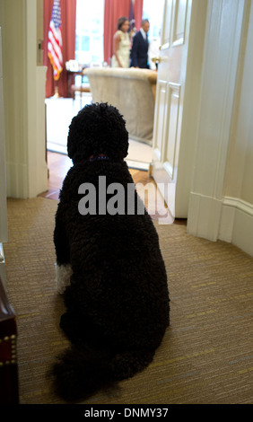 Bo, the family dog sits outside the Oval Office watching US President Barack Obama and First Lady Michelle Obama at the White House August 30, 2013 in Washington, DC. Stock Photo