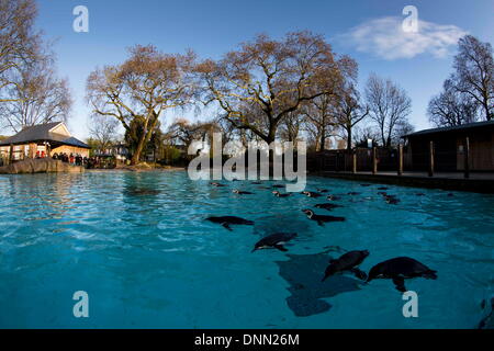 London, UK. 02nd Jan, 2014. Penguins are seen during a photocall to promote the annual stock take of animals at ZSL London Zoo. (Credit Image: © James Gasperotti/ZUMA Wire/ZUMAPRESS.com) Credit:  ZUMA Press, Inc./Alamy Live News Stock Photo