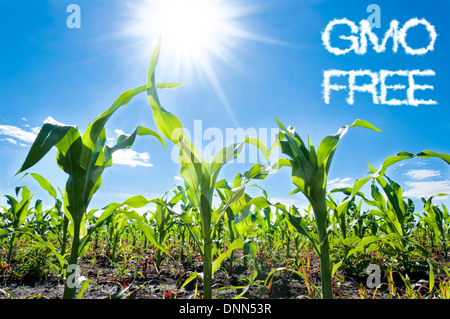 Young corn field close-up at the sunset Stock Photo