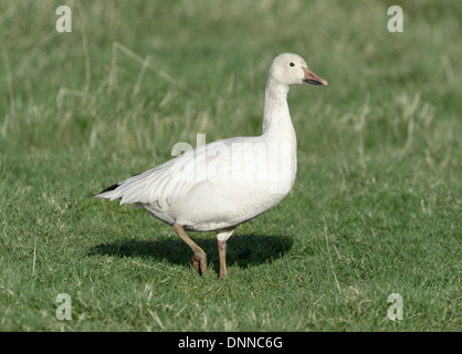 Snow Goose - Chen caerulescens Stock Photo