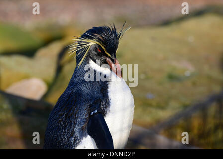 London, UK. 2nd January 2014. Rockhopper Penguins as part of the stocktake at the London zoo in London UK. 2nd January 2014, Photo by See Li/ Alamy Live News Stock Photo