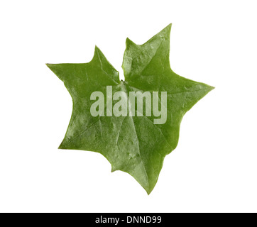 German-ivy Delairea odorata (Asteraceae) Stock Photo