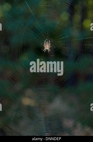 Common Garden Spider - Araneus diadematus. Orb web showing close spirals in extensive array.
